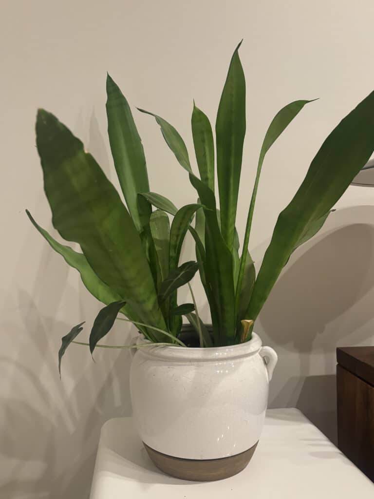 Snake plant in white ceramic pot with wood base minimalist indoor decor.