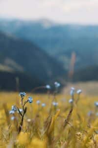 Dry twigs glowing in warm sunlight, creating a peaceful, natural scene and moment of stillness