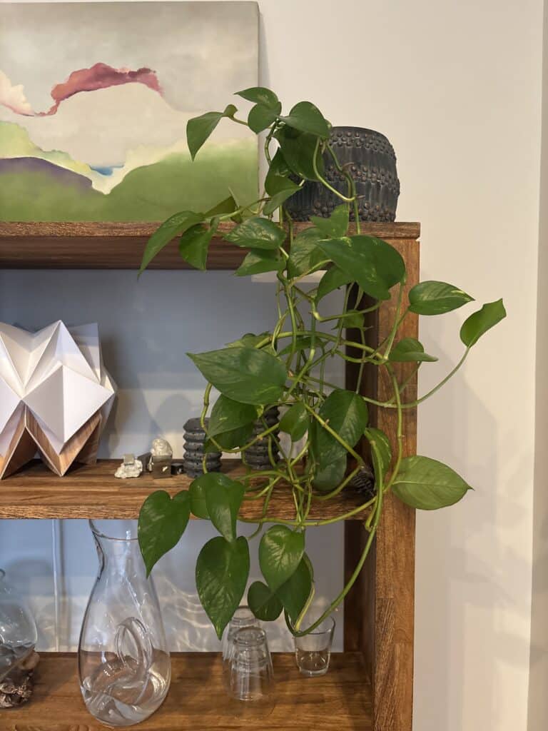 Trailing pothos plant cascading from wooden shelf, beside glass pitcher and geometric decor lush greenery in modern styled shelving unit.