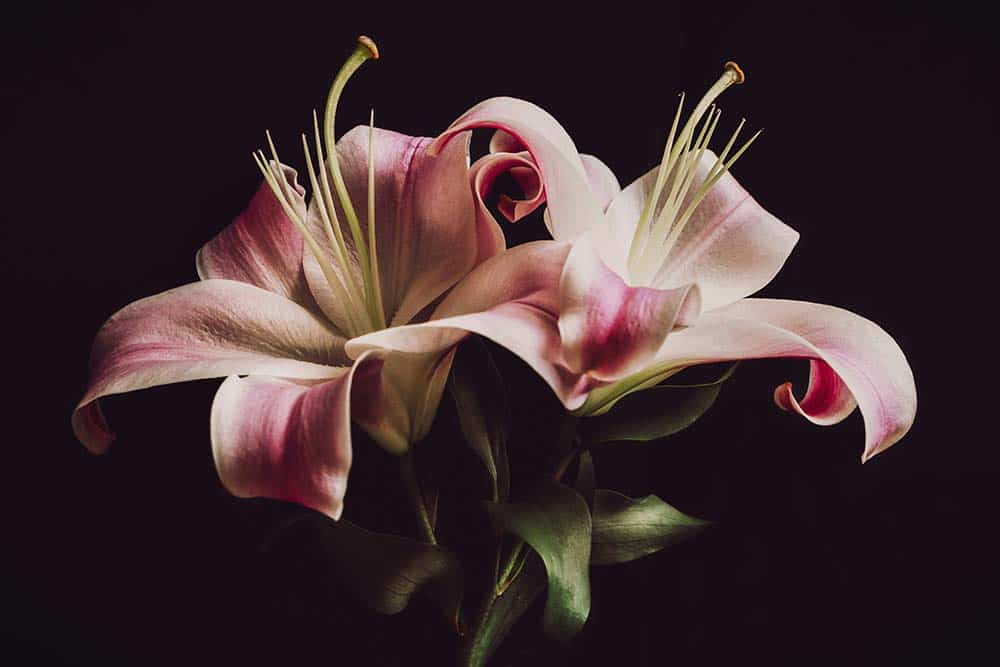 A moody, close-up photograph features two blooming lilies set against a solid black background
