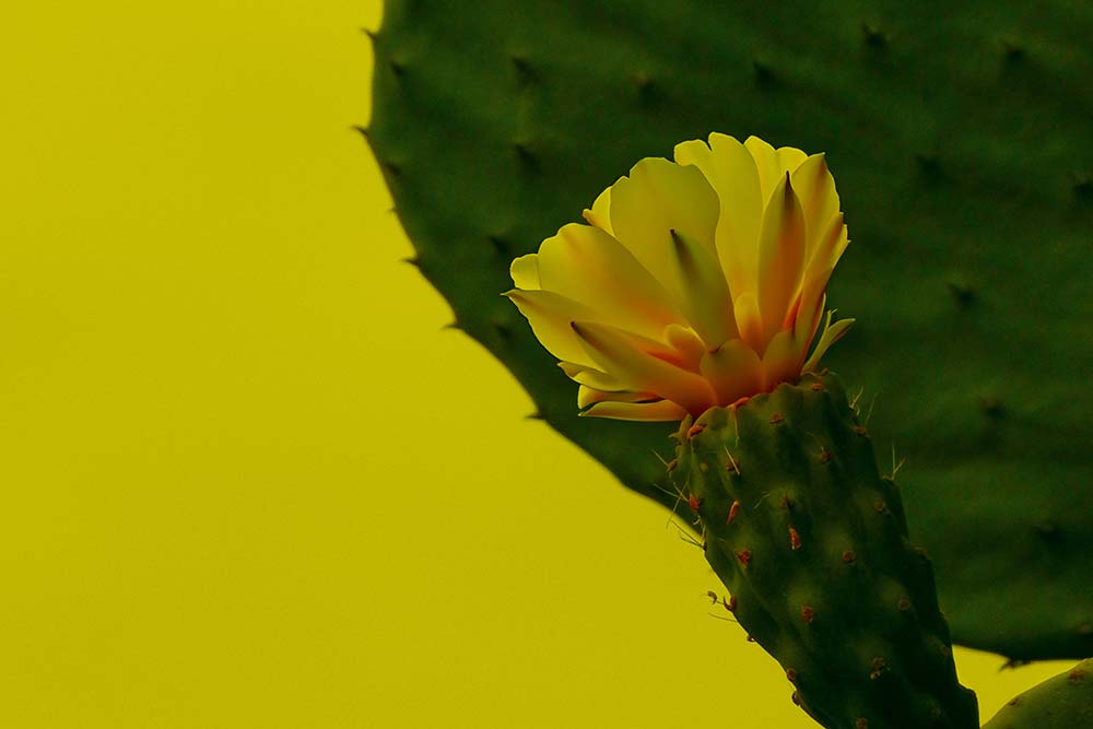 a yellow flower blooms on a cactus