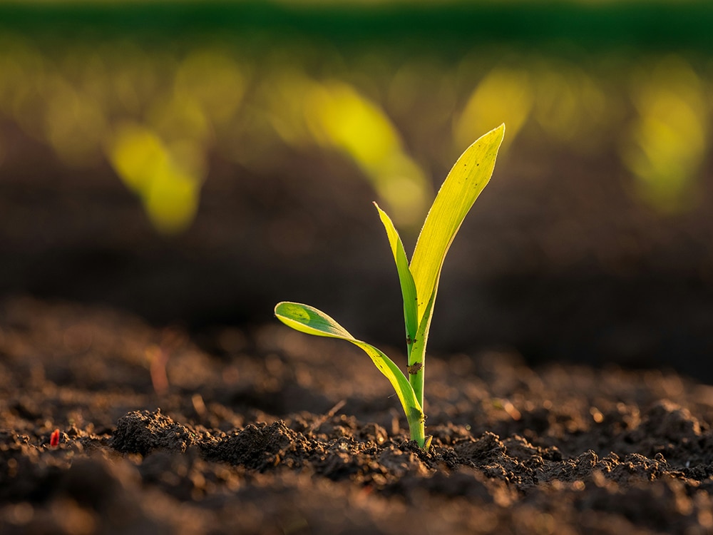 Taking Risk: How Healthy Risks Can Lead to Growth, Confidence, and Meaningful Change