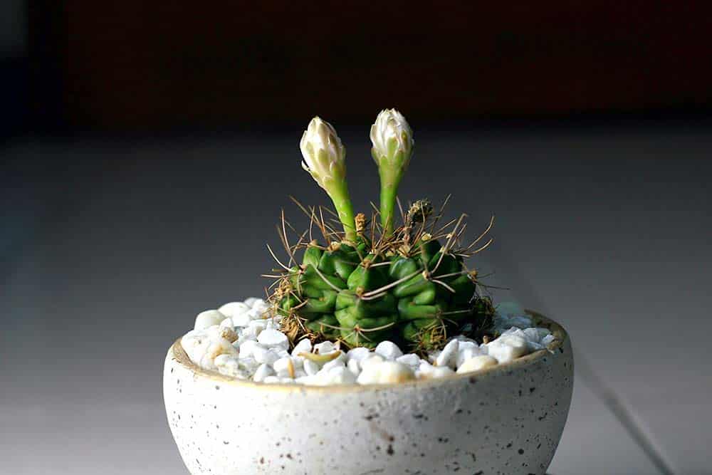 A hand holding a delicate flower, symbolizing self-worth, growth, and the nurturing of inner confidence.