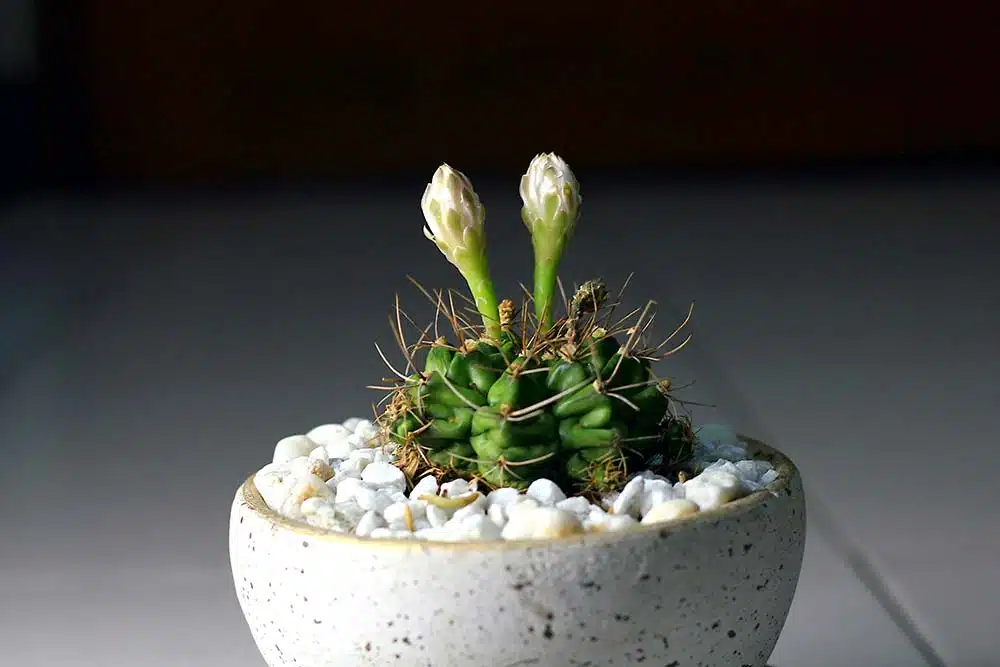 A hand holding a delicate flower, symbolizing self-worth, growth, and the nurturing of inner confidence.