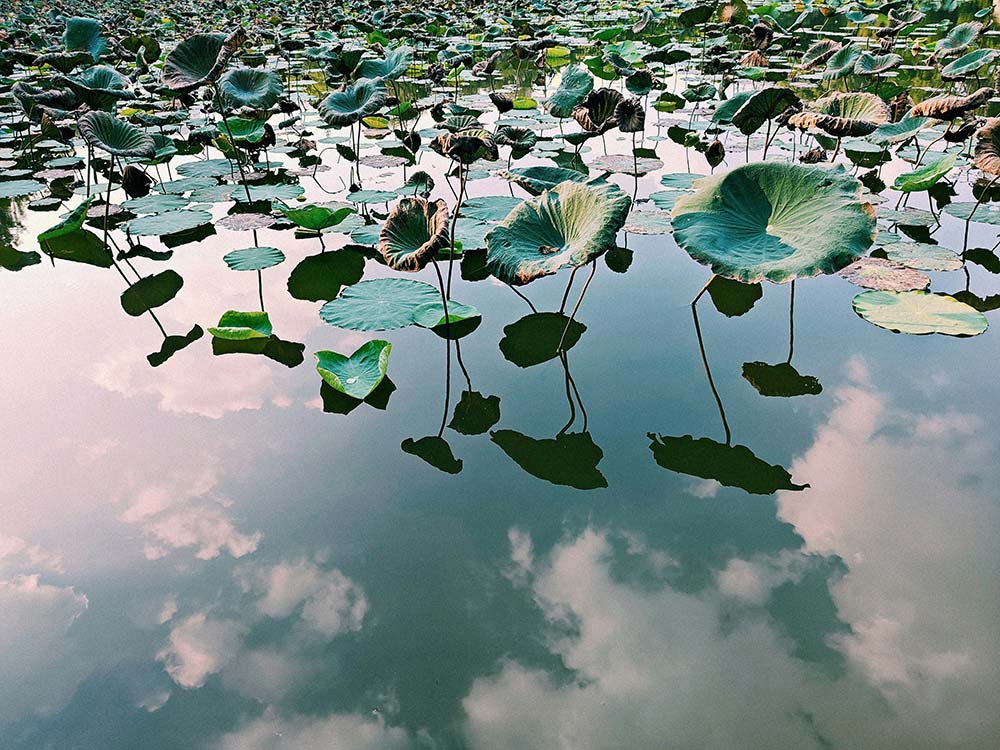 Lotus leaves floating on reflective water