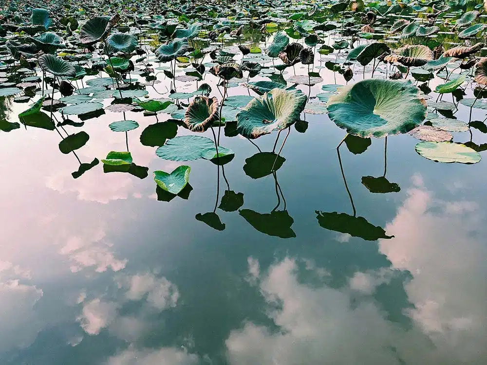Lotus leaves floating on reflective water