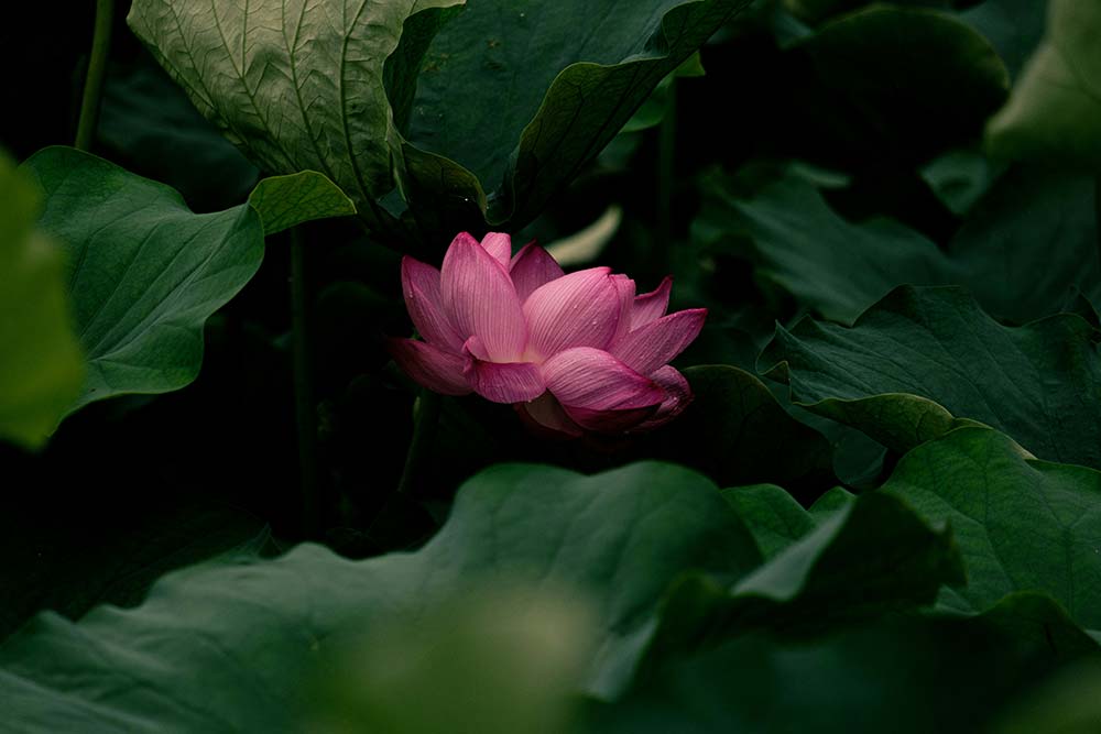 Pink lotus flower