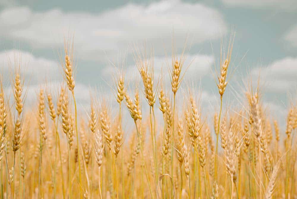 golden wheat stalks in field