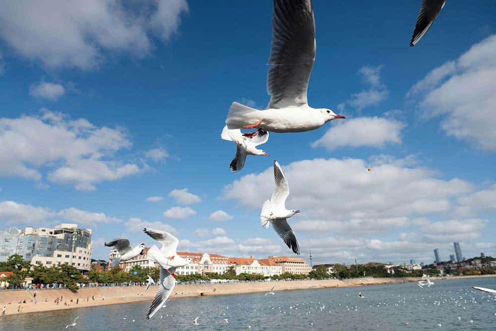 seagulls flying over a beach with a city skyline