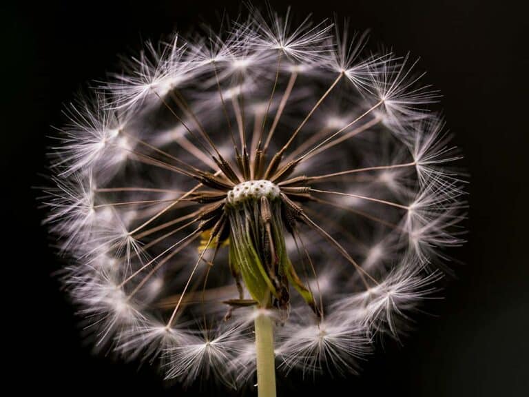 white-flower