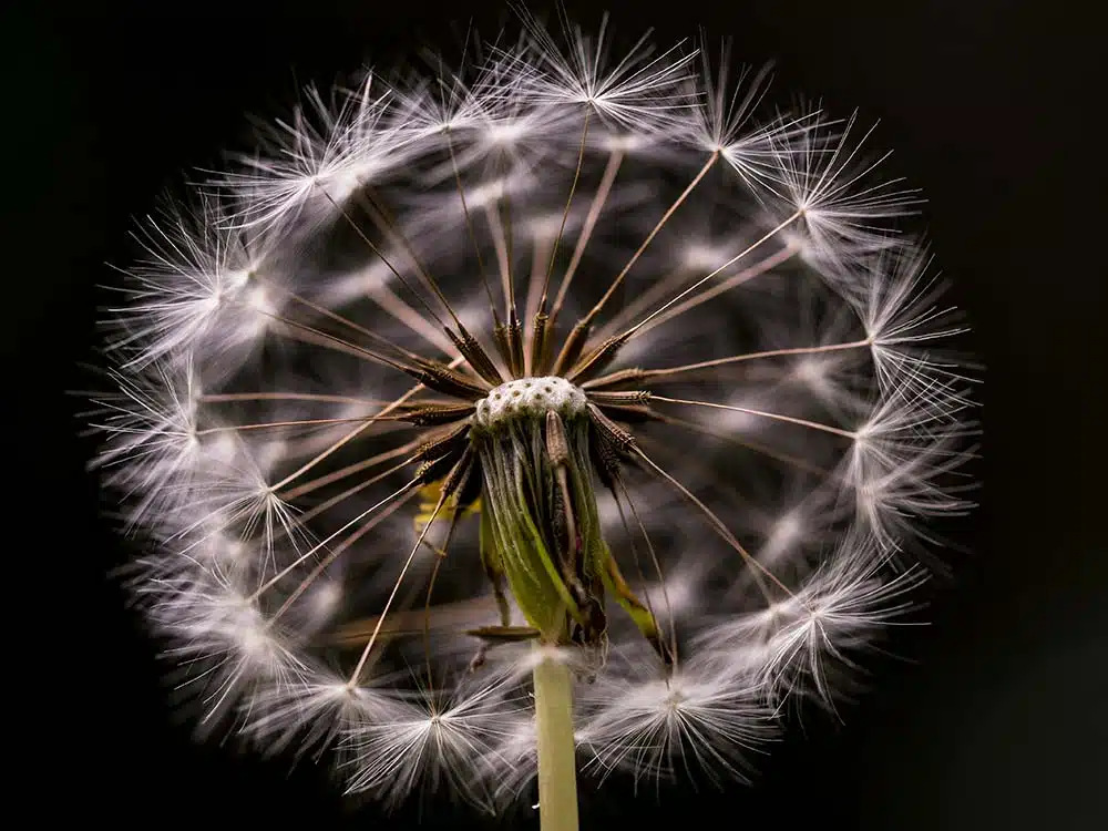 white-flower