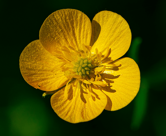 yellow flower in tilt shift lens