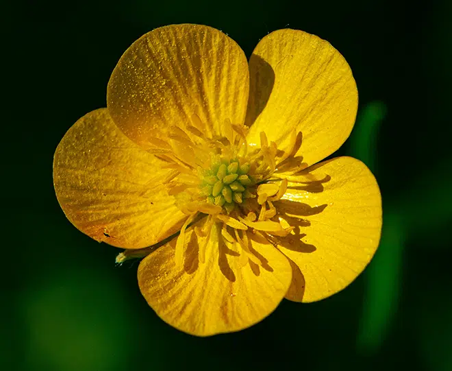 yellow flower in tilt shift lens