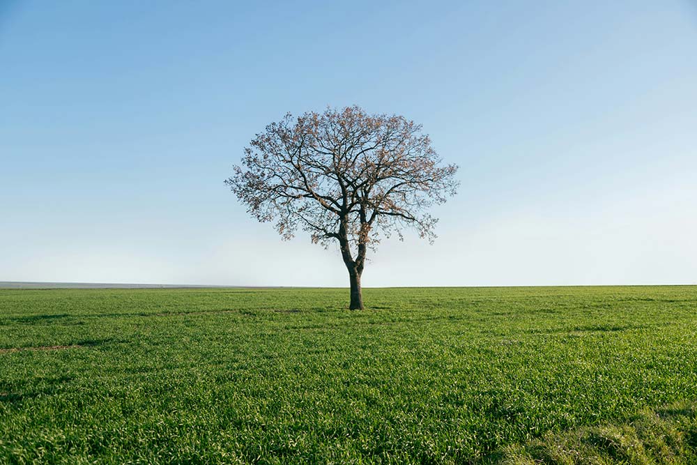 A lone tree standing in a green field.